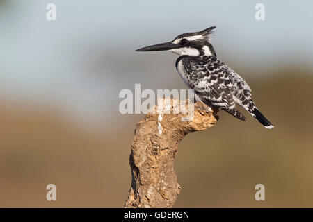 Pied kingfisher, Kruger National Park, Afrique du Sud / (Ceryle rudis) Banque D'Images