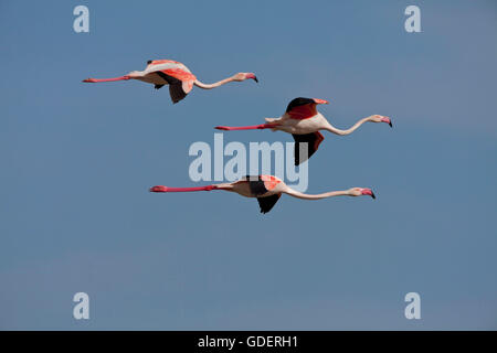 Plus de flamants roses, Laguna de Fuente de Piedra, Espagne / (Phoenicopterus ruber roseus) Banque D'Images