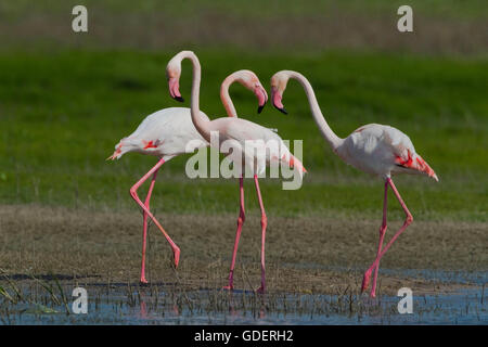 Plus de flamants roses, Laguna de Fuente de Piedra, Espagne / (Phoenicopterus ruber roseus) Banque D'Images
