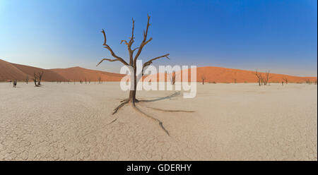 Arbre mort, Deadvlei Sossusvlei, Namibie, Banque D'Images