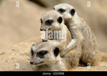 / Les suricates (Suricata suricatta) Banque D'Images