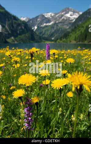 Woman Jogging in forest Lake, Allgaeu, Bavaria, Germany Banque D'Images