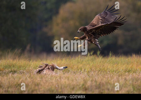 Pygargue à queue blanche, juvénile, et le vautour fauve, Pologne / (Haliaeetus albicilla), (Gyps fulvus) Banque D'Images