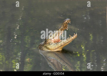 Crocodile siamois, le parc national de Cat Tien, au Vietnam / (Crocodylus siamensis) Banque D'Images