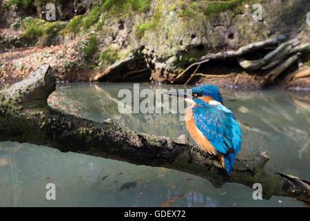 River Kingfisher, homme, Rhénanie du Nord-Westphalie, Allemagne / (Alcedo atthis) Banque D'Images