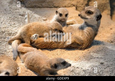 Meerkat Suricate, lynx, captive, Allemagne Banque D'Images