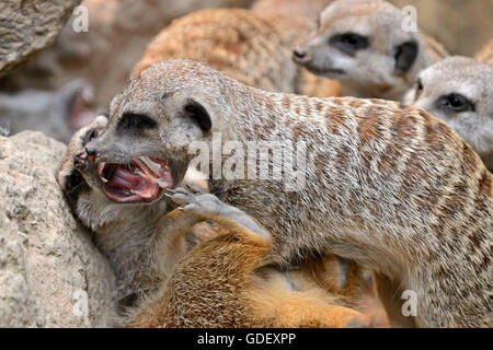 Meerkat Suricate, lynx, captive, Allemagne Banque D'Images