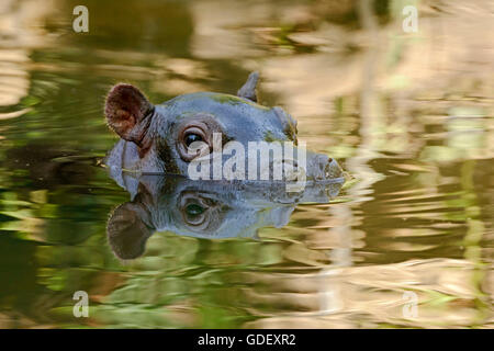 L'hippopotame, Hippopotamus amphibius, captive, Schwiss Banque D'Images