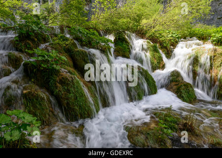 La Croatie, l'Europe, juin 2013, Nationalpark Plitvicer Seen Banque D'Images