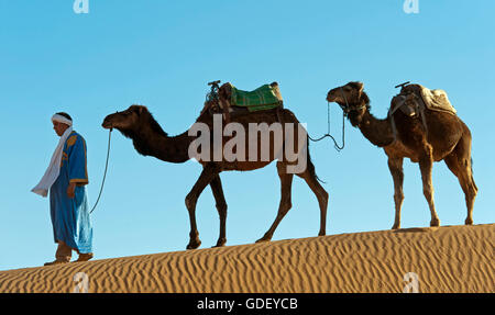 Maroc, Afrique, chamelier, Désert, l'Erg Chebbi Dunes, Banque D'Images