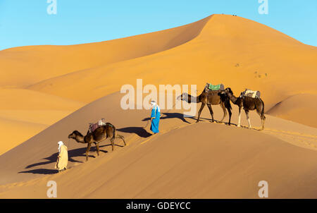 Maroc, Afrique, chamelier, Désert, l'Erg Chebbi Dunes, Banque D'Images