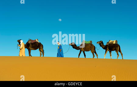 Maroc, Afrique, chamelier, Désert, l'Erg Chebbi Dunes, Banque D'Images