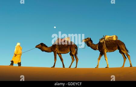 Maroc, Afrique, chamelier, Désert, l'Erg Chebbi Dunes, Banque D'Images