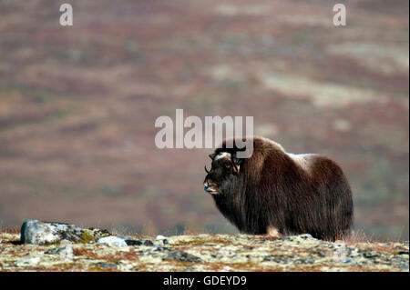 Le boeuf musqué (Ovibos moschatus),, atumn, Norvège, Dovrefjell Nationalpark Banque D'Images