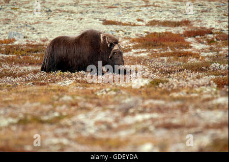 Le boeuf musqué (Ovibos moschatus),, atumn, Norvège, Dovrefjell Nationalpark Banque D'Images