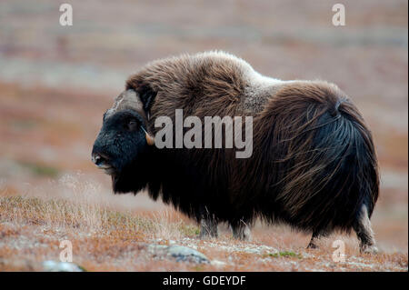 Le boeuf musqué (Ovibos moschatus),, atumn, Norvège, Dovrefjell Nationalpark Banque D'Images