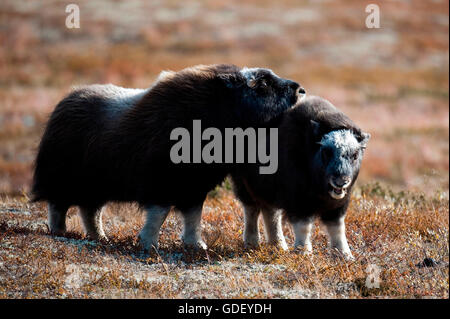 Le boeuf musqué (Ovibos moschatus),, atumn, Norvège, Dovrefjell Nationalpark Banque D'Images