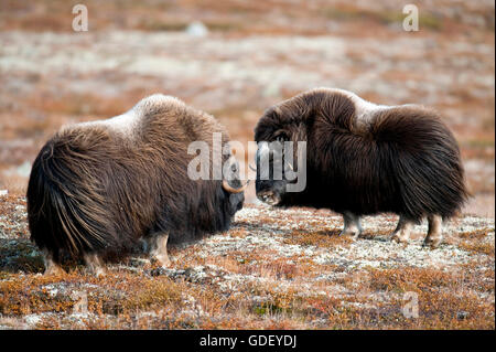 Le boeuf musqué (Ovibos moschatus),, atumn, Norvège, Dovrefjell Nationalpark Banque D'Images