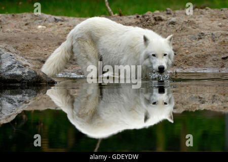 Le loup arctique (Canis lupus arctos), captive Banque D'Images