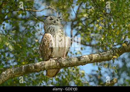 Eagle Owl (Bubo bubo, sibiricus), Banque D'Images