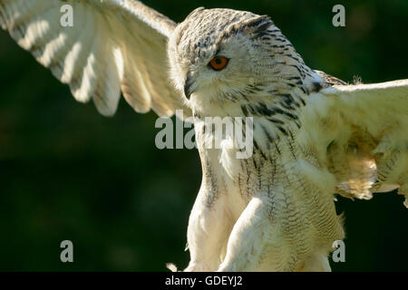 Eagle Owl (Bubo bubo, sibiricus), Banque D'Images