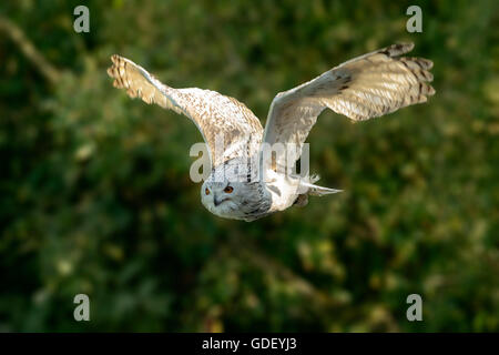 Eagle Owl (Bubo bubo, sibiricus), Banque D'Images