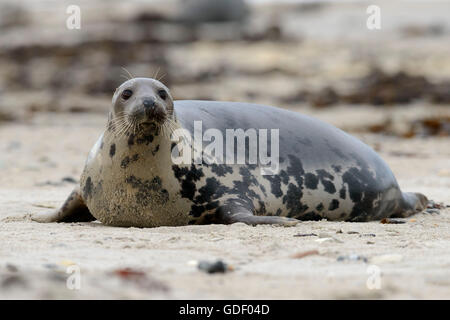 Phoque gris (Halichoerus grypus), Helgoland, Schleswig-Holstein, Allemagne Banque D'Images