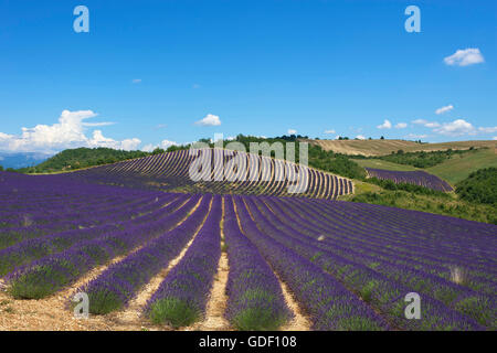 Fleur de Lavande près de Sault, Provence, Provence-Alpes-Côte d'Azur, France Banque D'Images