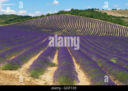 Fleur de Lavande près de Sault, Provence, Provence-Alpes-Côte d'Azur, France Banque D'Images