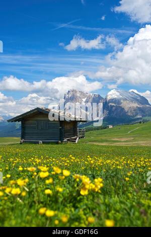 Alpe di Siusi, Dolomites, Tyrol du Sud, Italie Banque D'Images