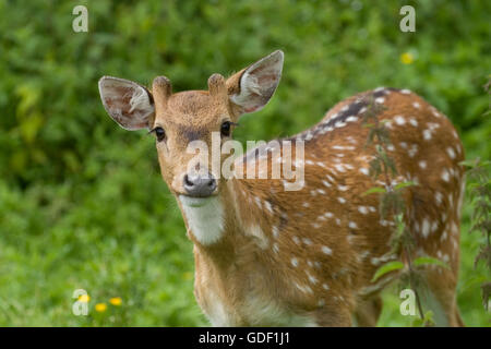 Cerf Axis Banque D'Images