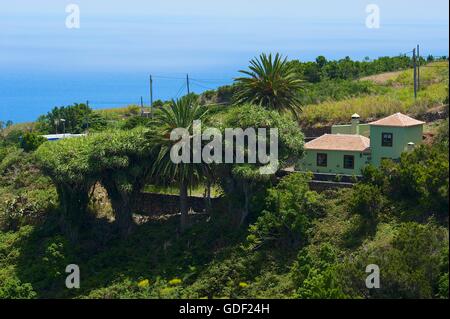 Arbre Dragon, Côte Nord, La Palma, Îles Canaries, Espagne Banque D'Images