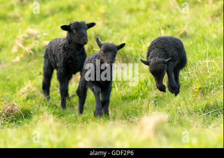 L'allemand heath, agneaux, Schleswig-Holstein, Helgoland, Allemagne Banque D'Images