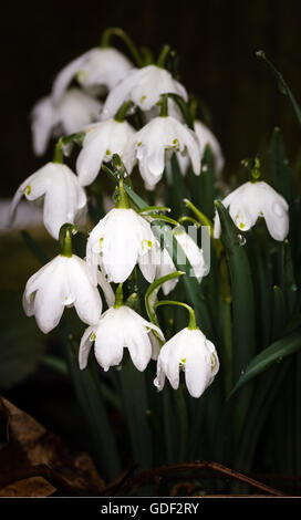 Galanthus est un genre d'environ 20 espèces de plantes herbacées vivace bulbeuse de la famille des Amaryllidacées. La plupart flower Banque D'Images