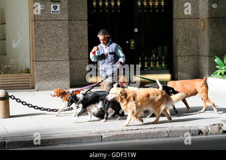 Dog sitter, Buenos Aires, Argentine / dogwalker Banque D'Images