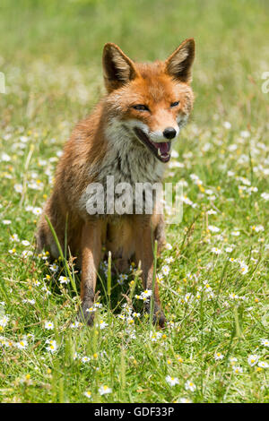 Le renard roux (Vulpes vulpes), l'Italie, le Parco Nazionale dei Monti Sibillini Banque D'Images