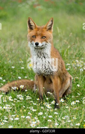 Le renard roux (Vulpes vulpes), l'Italie, le Parco Nazionale dei Monti Sibillini Banque D'Images