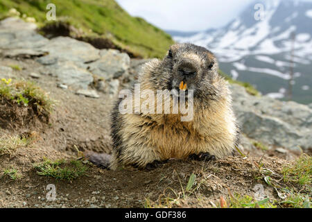 , Marmotte (Marmota marmota), Nationalpark Hohe Tauern, la Haute Route alpine du Grossglockner, Autriche Banque D'Images