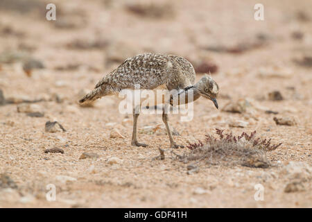 Kragentrappe (Chlamydotis undulata fuertaventurae) Fuerteventura, Espagne Banque D'Images