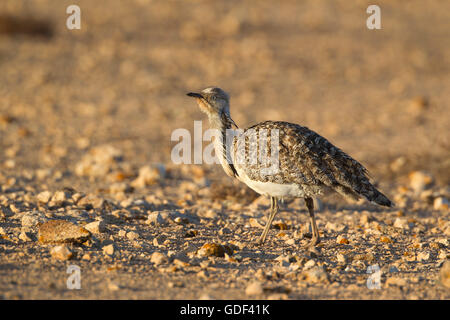 Kragentrappe (Chlamydotis undulata fuertaventurae) Fuerteventura, Espagne Banque D'Images