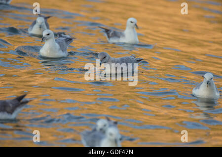 L'Islande, Fulmar (Fulmarus glacialis) / Banque D'Images