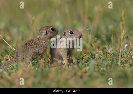 Souslik d'Europe, Bulgarie/ (Spermophilus citellus) Banque D'Images