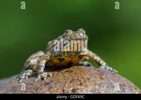 Yellow-bellied toad, Bulgarie / (Bombina variegata) Banque D'Images