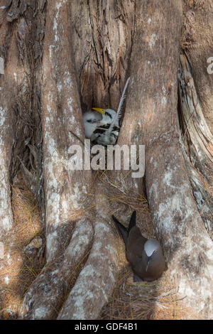 Noddy, (Anous stolidus), Bird island, Seychelles Banque D'Images