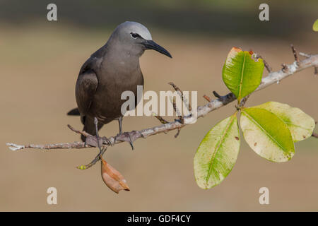 Noddy, (Anous stolidus), Bird island, Seychelles Banque D'Images