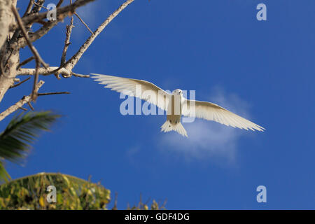 La sterne de Dougall fée ou blanc, (Gygis alba), Bird island, Seychelles Banque D'Images