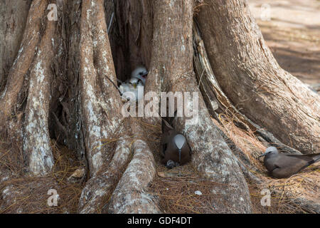 Noddy, Anous stolidus)i et le cerf, phaéton Phaethon lepturus)(, Bird island, Seychelles Banque D'Images