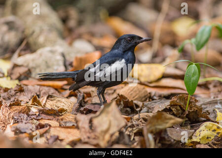 Magpie Seychelles Copsychus sechellarum-robin (Cousin), Island, Seychelles Banque D'Images