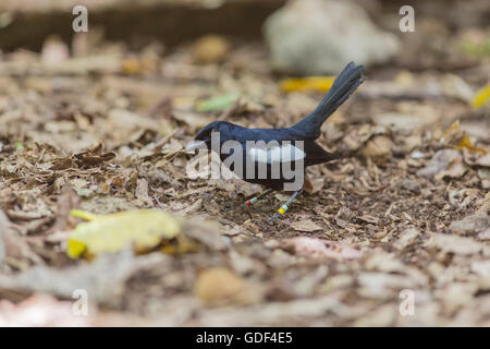 Magpie Seychelles Copsychus sechellarum-robin (Cousin), Island, Seychelles Banque D'Images