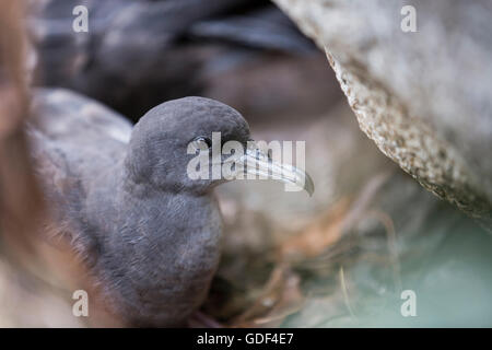 Wedge-tailed shearwater , (Puffinus pacificus), Cousine island, Seychelles Banque D'Images